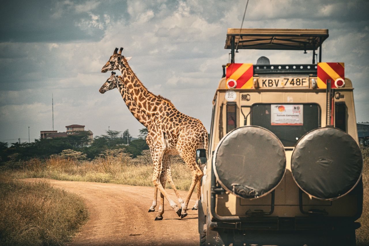 Giraffes crossing a dirt track beside a safari vehicle on the East African savanna