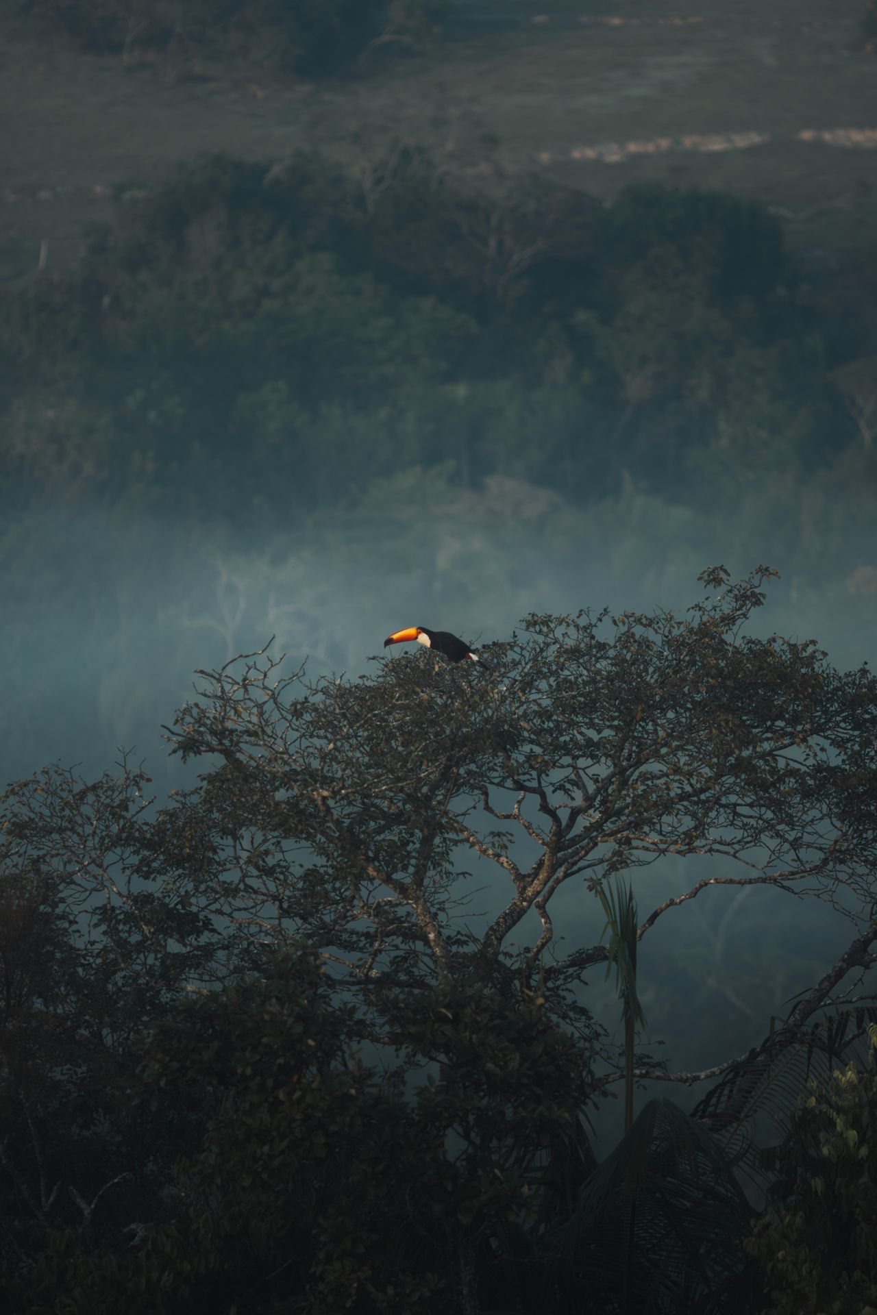 Colourful toucan perched on a branch in a misty South American rainforest canopy